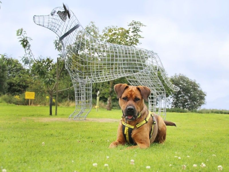 Memorial Tag Dog Memorial Tributes Dogs Trust